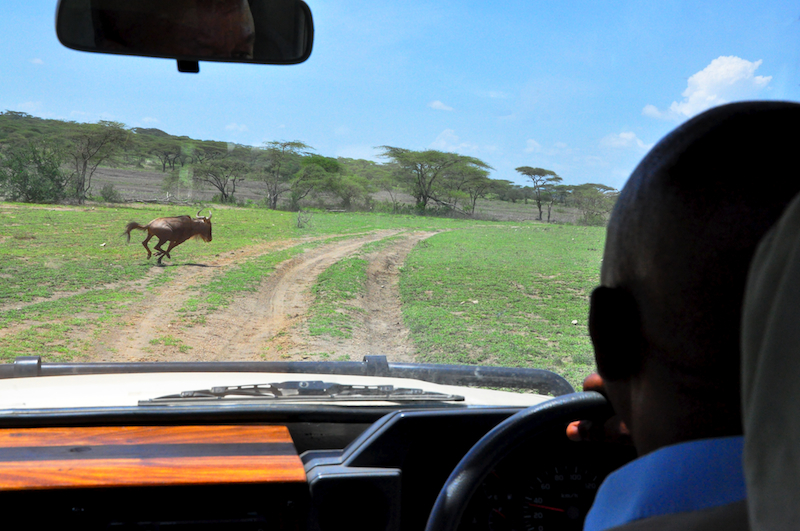 Ngorongoro Crater - Serengeti National Park